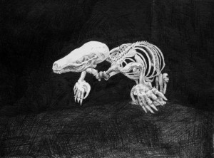 Tom Mole drawing of Mole skeleton